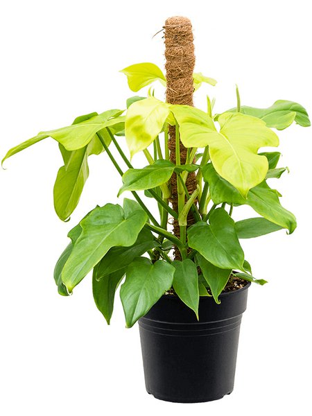 Philodendron 'Golden Violin', Moosstab 80, im 21cm Topf, H�he 70cm, Breite 60cm