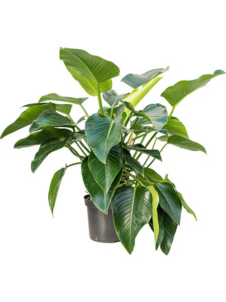 Philodendron 'Green Beauty', Busch, im 30cm Topf, H�he 110cm, Breite 100cm
