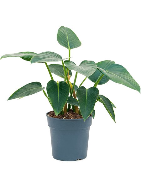 Philodendron 'Green Congo', Busch, im 27cm Topf, H�he 65cm, Breite 30cm