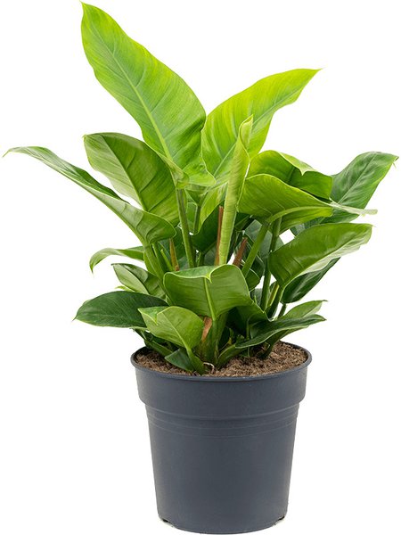 Philodendron 'Imperial Green', Busch, im 27cm Topf, H�he 70cm, Breite 80cm