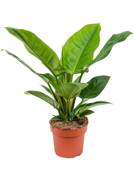 Philodendron 'Imperial Green', im 19cm Topf, H�he 45cm, Breite 40cm