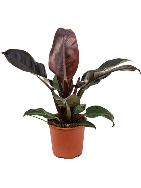 Philodendron 'Imperial Red', Busch, im 19cm Topf, H�he 55cm, Breite 45cm