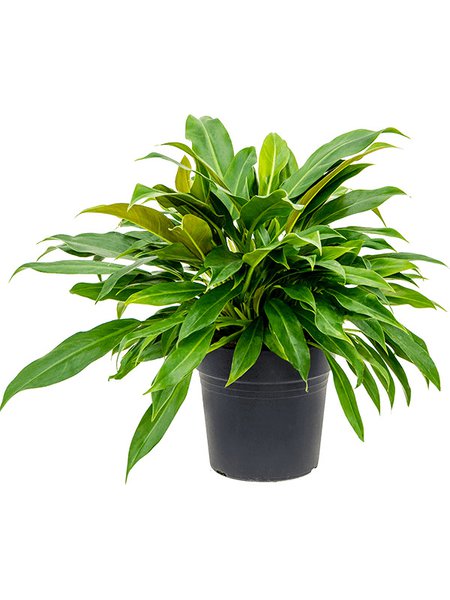 Philodendron 'Little Phil', Busch, im 24cm Topf, H�he 55cm, Breite 50cm