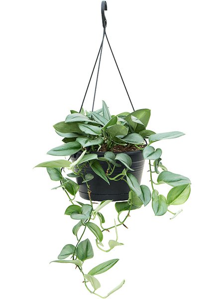Philodendron 'Metal Green', Ampel, im 28cm Topf, H�he 40cm, Breite 35cm