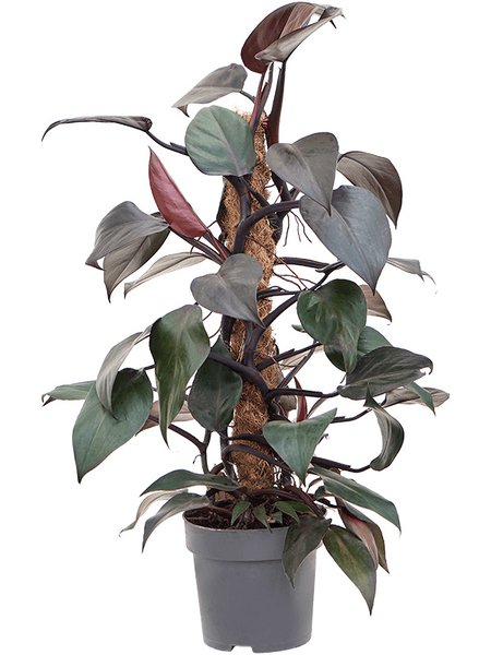 Philodendron 'New Red', Moosstab 60, im 17cm Topf, H�he 60cm, Breite 40cm