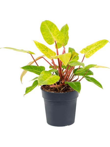 Philodendron 'Painted Lady', Busch, im 24cm Topf, H�he 55cm, Breite 45cm