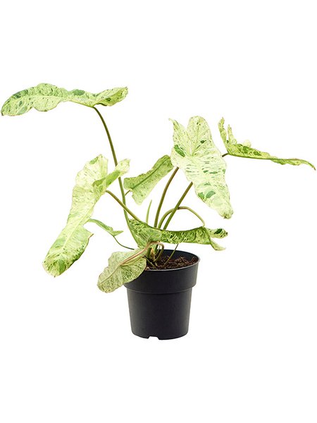 Philodendron 'Paraiso Verde', im 19cm Topf, H�he 45cm, Breite 45cm