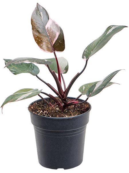 Philodendron 'Pink Princess', Busch, im 15cm Topf, H�he 45cm, Breite 30cm