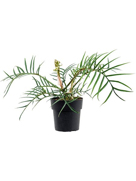 Philodendron 'Polypodioides Tortum', Busch, im 19cm Topf, H�he 45cm, Breite 65cm