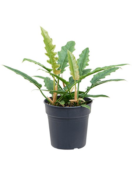 Philodendron 'Rambo', Busch, im 24cm Topf, H�he 60cm, Breite 30cm