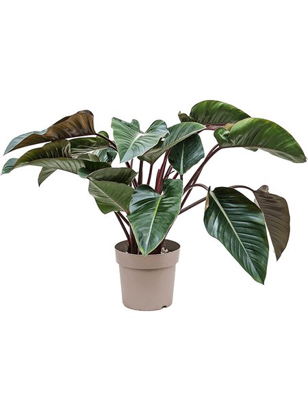 Philodendron 'Red Beauty', Busch, im 27cm Topf, H�he 90cm, Breite 90cm