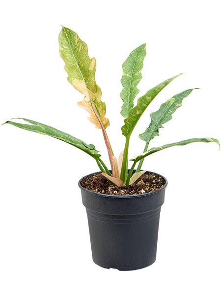 Philodendron 'Ring Of Fire Gold', Busch, im 15cm Topf, H�he 45cm, Breite 30cm