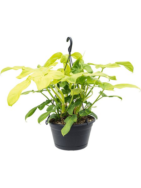 Philodendron 'Violin', Ranker, im 28cm Topf, H�he 30cm, Breite 30cm