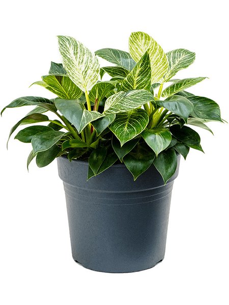 Philodendron 'White Wave', Busch, im 27cm Topf, H�he 50cm, Breite 35cm
