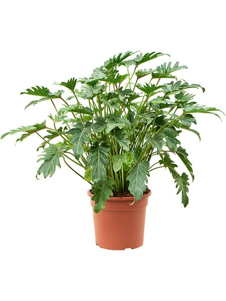 Philodendron 'Xanadu' (70-80), Busch, im 27cm Topf, H�he 75cm, Breite 70cm
