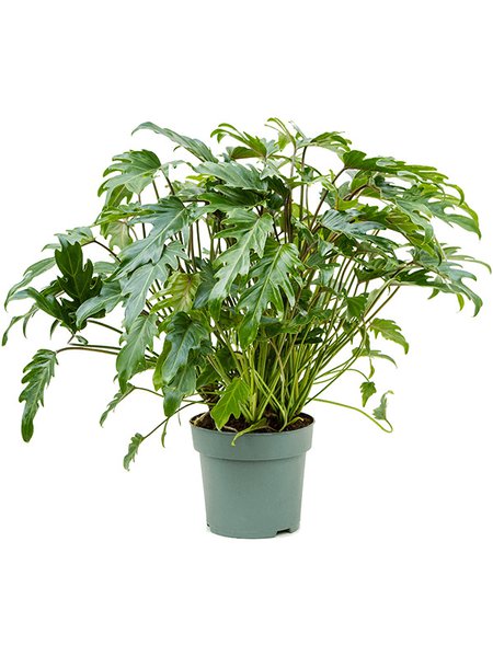 Philodendron 'Xanadu', Busch, im 24cm Topf, H�he 75cm, Breite 70cm