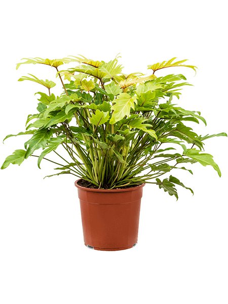 Philodendron 'Xanadu Lemon', Busch, im 27cm Topf, H�he 65cm, Breite 50cm