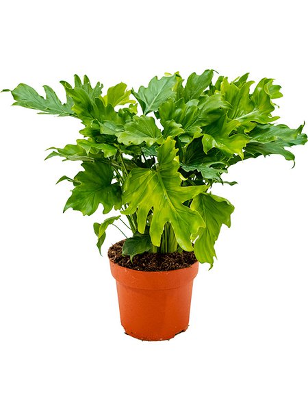 Philodendron bipinnatifidum 'Little hope', Busch, im 21cm Topf, H�he 65cm, Breite 45cm