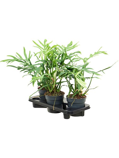 Philodendron elegans, im 17cm Topf, H�he 50cm, Breite 30cm