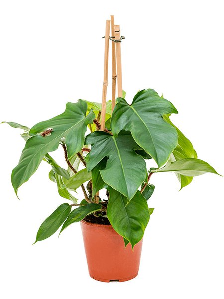 Philodendron squamiferum, Pyramide, im 19cm Topf, H�he 75cm, Breite 70cm