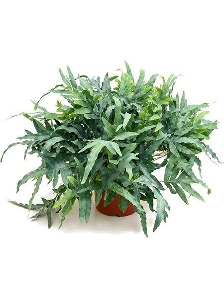 Phlebodium aurem 'Blue Star', Blau, im 26cm Topf, H�he 60cm, Breite 60cm