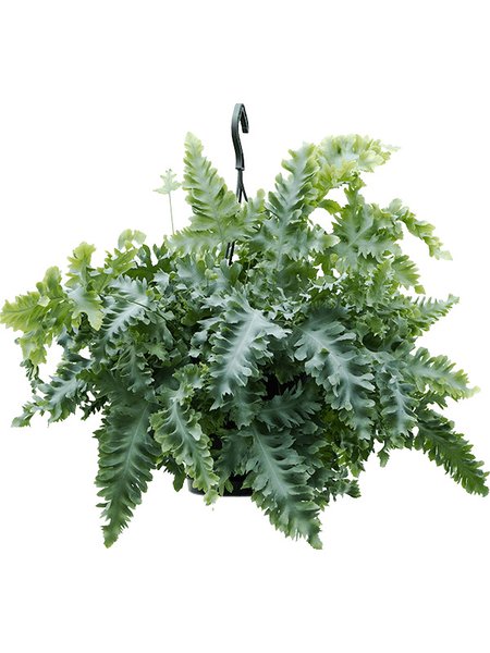 Phlebodium aureum 'Davana', Ampel, im 20cm Topf, H�he 55cm, Breite 60cm