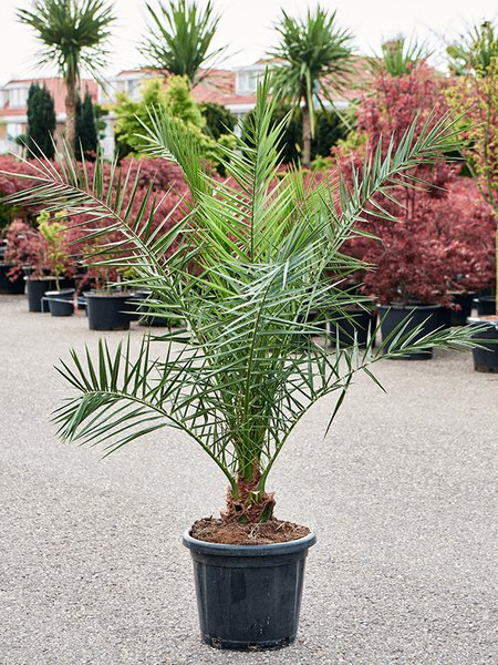 Phoenix canariensis (140-160), Stamm, im 40cm Topf, H�he 150cm, Breite 100cm