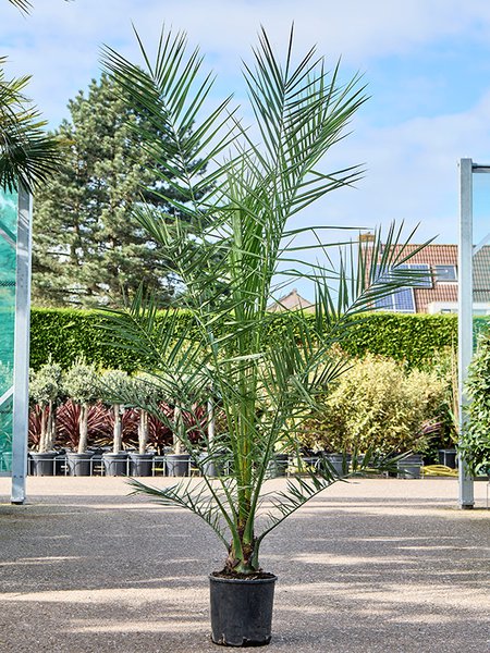 Phoenix canariensis, Stamm, im 26cm Topf, H�he 170cm, Breite 140cm