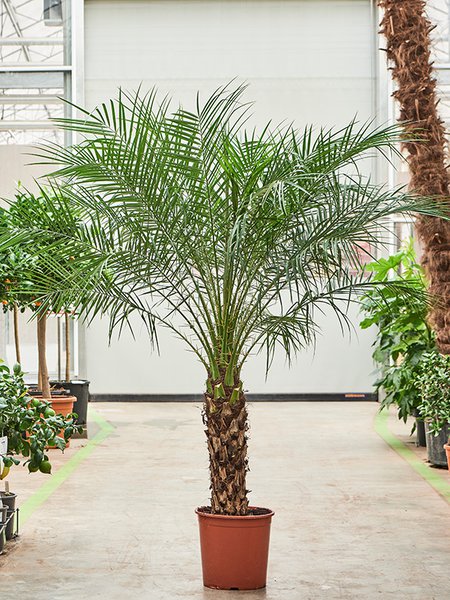 Phoenix roebelenii, Stamm (60-70), im 30cm Topf, H�he 170cm, Breite 150cm