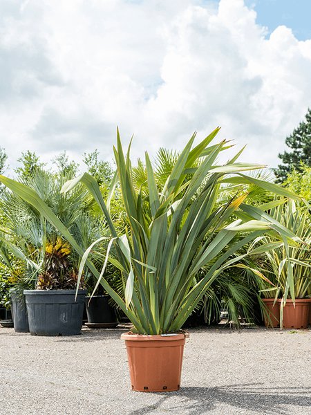 Phormium tenax (120-160), Busch, im 40cm Topf, H�he 140cm, Breite 100cm