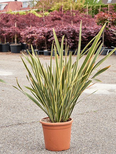 Phormium tenax 'Brown Sugar', Busch (100-140), im 31cm Topf, H�he 120cm, Breite 75cm