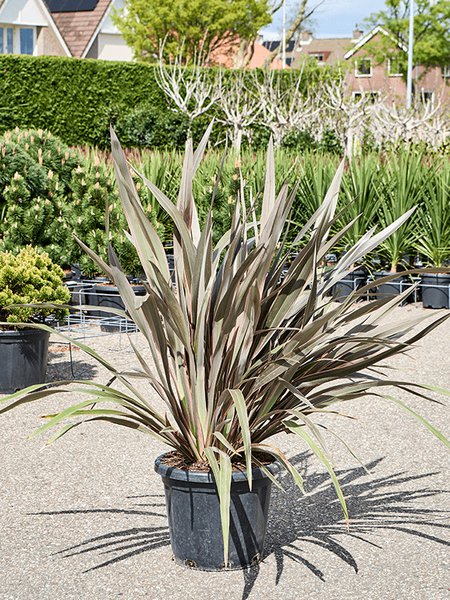 Phormium tenax 'Pink Stripe', Busch (120-150), im 40cm Topf, H�he 135cm, Breite 110cm