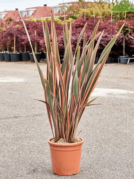 Phormium tenax 'Rainbow Queen', Busch (90-130), im 31cm Topf, H�he 110cm, Breite 75cm