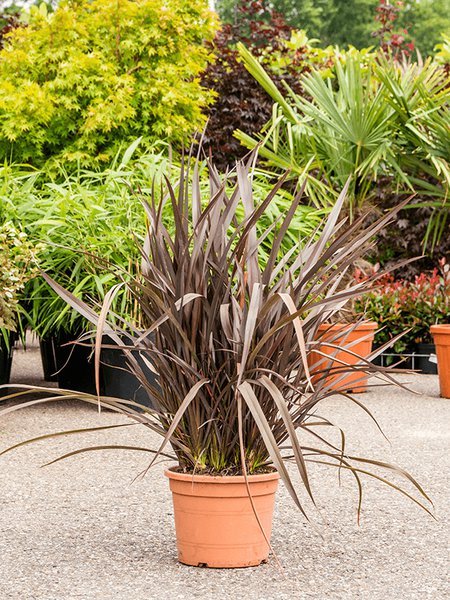 Phormium tenax 'Special Red', Busch, im 28cm Topf, H�he 100cm, Breite 70cm