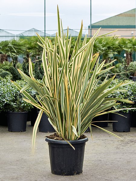 Phormium tenax 'Variegatum' (130-160), Busch, im 40cm Topf, H�he 145cm, Breite 110cm