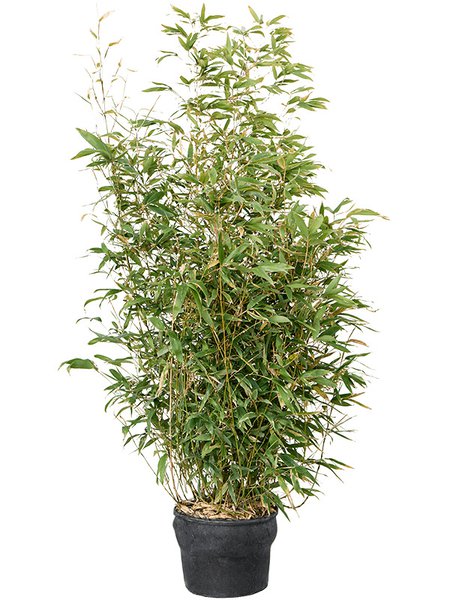 Phyllostachys aurea, Busch, im 26cm Topf, H�he 145cm, Breite 55cm