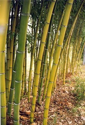 Phyllostachys aurea