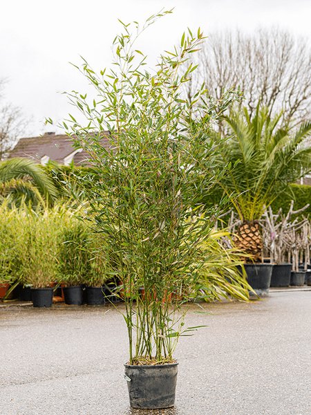 Phyllostachys bissetii, Busch, im 28cm Topf, H�he 150cm, Breite 45cm