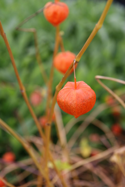 Planter des physalis Lubera