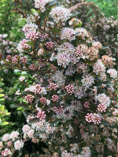 Physocarpus opulifolius Magical Sweet Cherry Tea, Fasanenspiere, Kordes