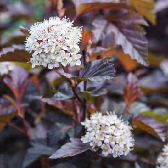 Physocarpus 'Lady in Red'�, Blasenspiere, XXL Geh�lze Hinrichs