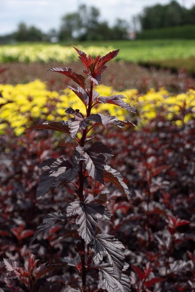 Physocarpus opulifolius 'Fireside', XXL Geh�lze Hinrichs