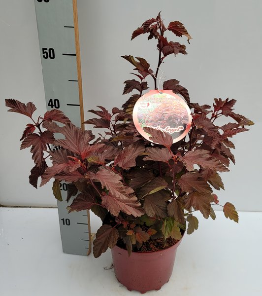Blasenspiere 'Little Angel �'