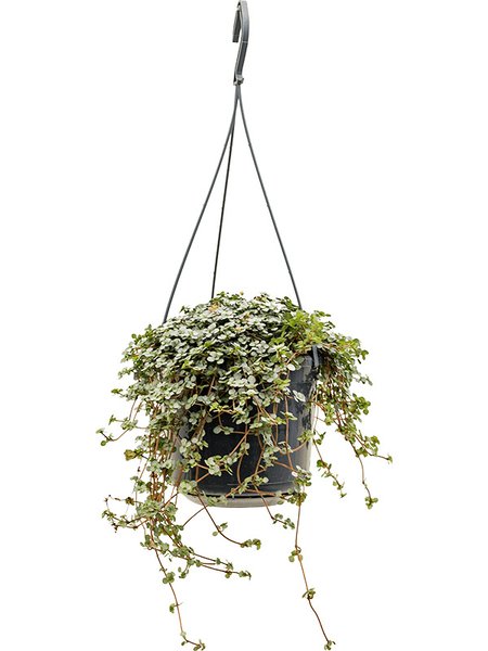 Pilea glauca, Ampel, im 15cm Topf, H�he 20cm, Breite 25cm