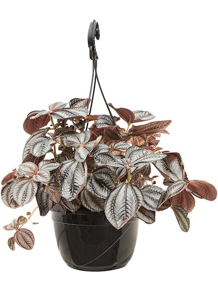Pilea involucrata 'Norfolk', Ampel, im 20cm Topf, H�he 40cm, Breite 35cm