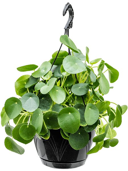 Pilea peperomioides, Ranker, im 22cm Topf, H�he 30cm, Breite 35cm