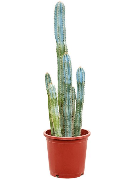 Pilosocereus azureus (70-110), im 27cm Topf, H�he 90cm, Breite 25cm