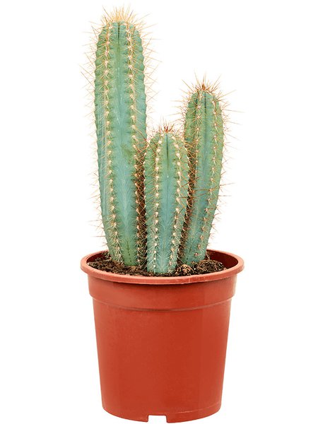 Pilosocereus azureus, im 21cm Topf, H�he 40cm, Breite 25cm
