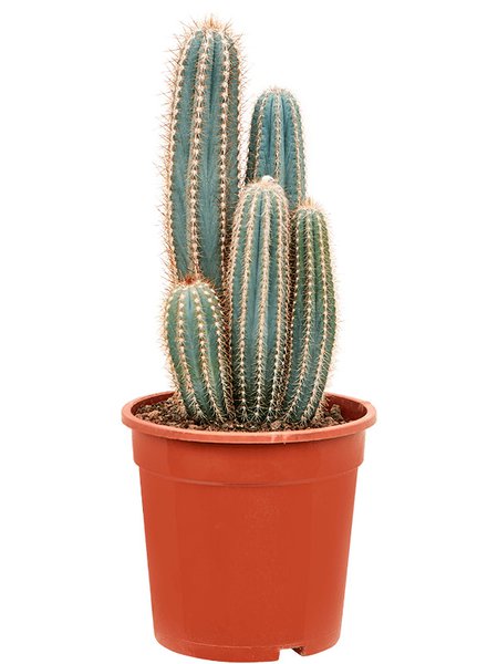 Pilosocereus pachycladus, im 21cm Topf, H�he 40cm, Breite 25cm