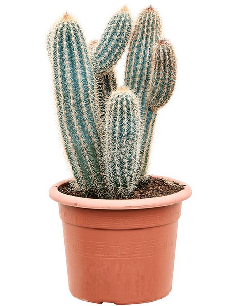 Pilosocereus zehnteri, Verzweigt, im 30cm Topf, H�he 70cm, Breite 30cm